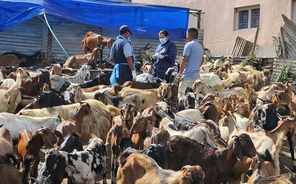 Slider Image: चाडपर्व लक्षित बजार अनुगमन तथा स्वास्थ्य परीक्षण।