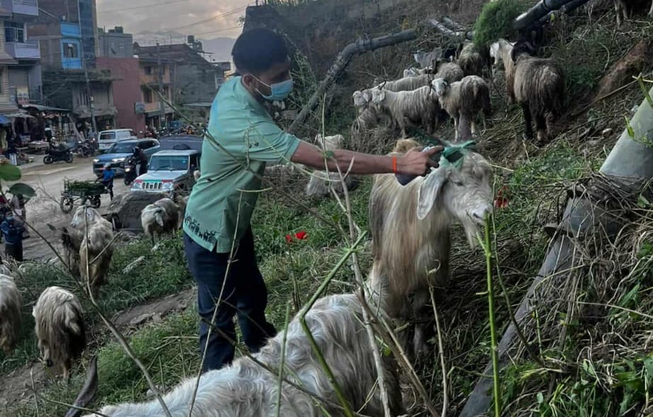 Slider Image: चाडपर्व लक्षित बजार अनुगमन तथा स्वास्थ्य परीक्षण।