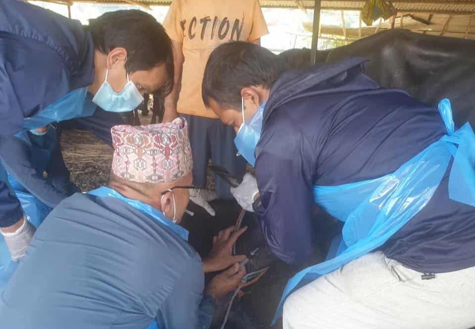 Slider Image: चाडपर्व लक्षित बजार अनुगमन तथा स्वास्थ्य परीक्षण।